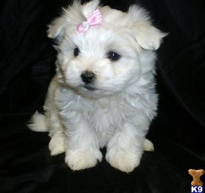 Maltese Puppies for Sale