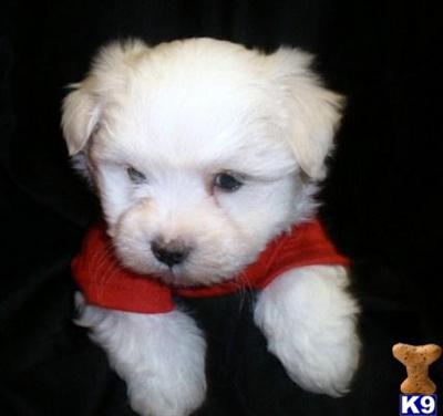 Maltese Puppies for Sale