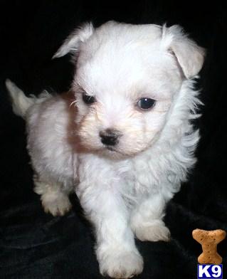 Maltese Puppies for Sale
