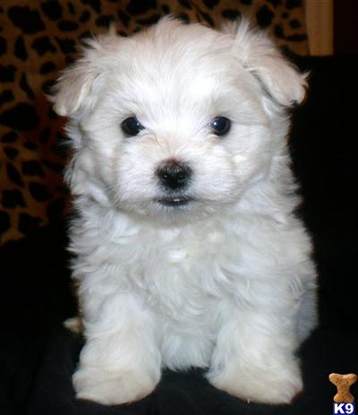 Maltese Puppies for Sale