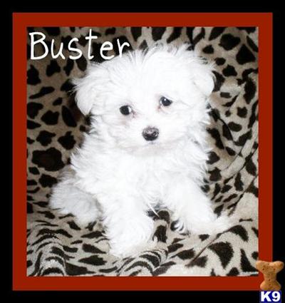 Maltese Puppies for Sale