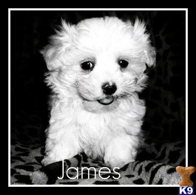 Maltese Puppies for Sale