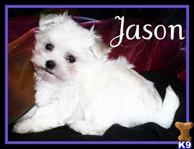 Maltese Puppies for Sale