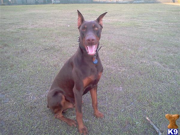 Stud Dogs - Doberman Pinscher