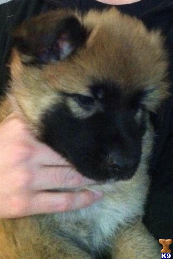 German Shepherd Puppies in FL