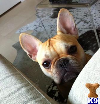 Dogs - French Bulldog
