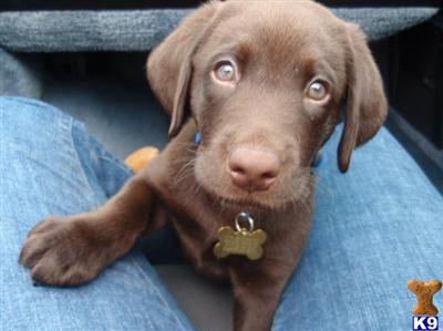 Stud Dogs in MD