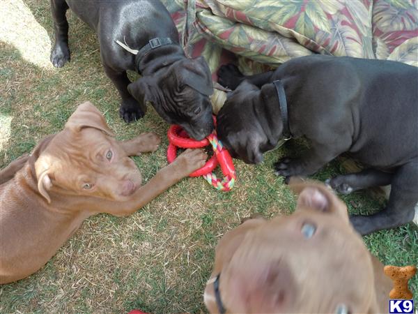 Puppies in Tempe