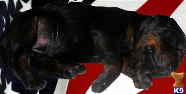 Doberman Pinscher Puppies in FL
