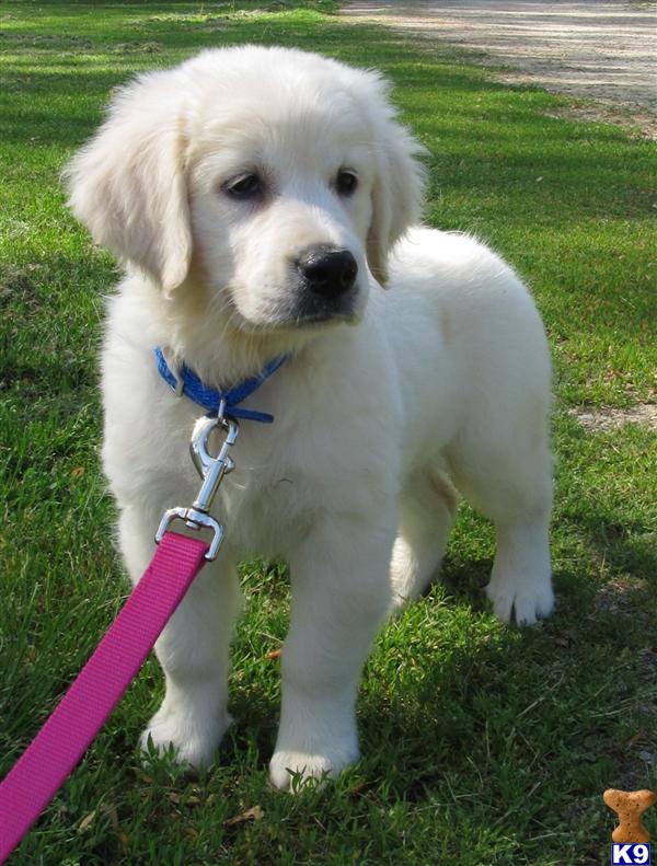 Golden Retriever Puppies in WI