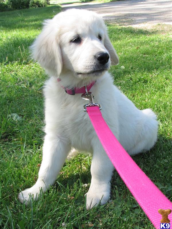 Golden Retriever Puppies in WI