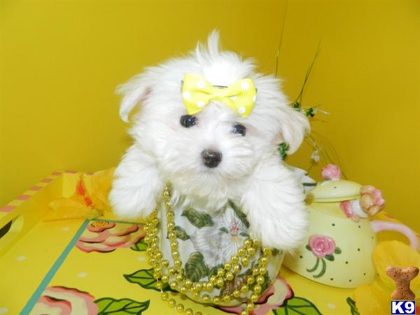 Hypoallergenic Dogs