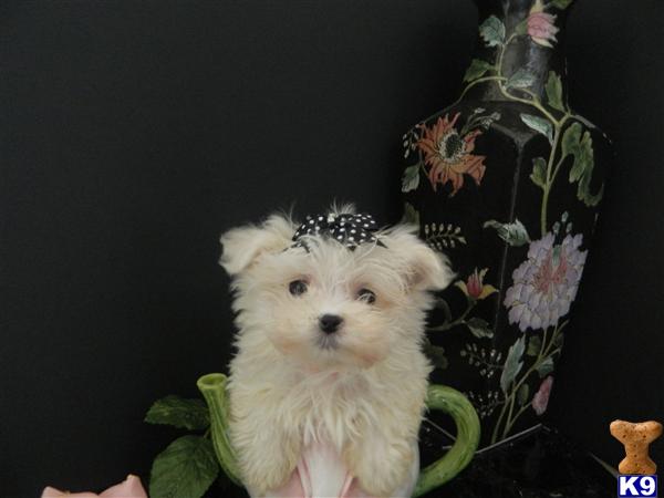 Hypoallergenic Dogs