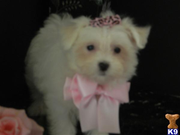 Hypoallergenic Dogs