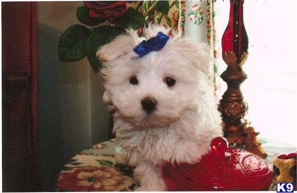 Hypoallergenic Dogs