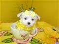 Maltese