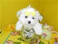 Maltese