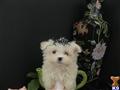 Maltese