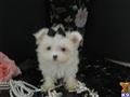 Maltese