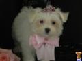 Maltese