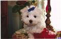Maltese