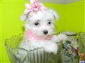 Maltese