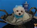 Maltese