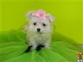 Maltese
