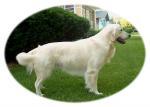 Stud Dogs - Golden Retriever