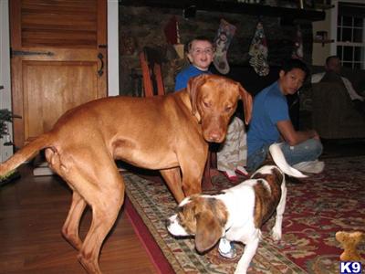 Stud Dogs - Vizsla