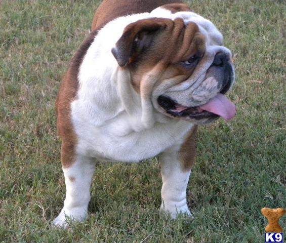 Stud Dogs - English Bulldog
