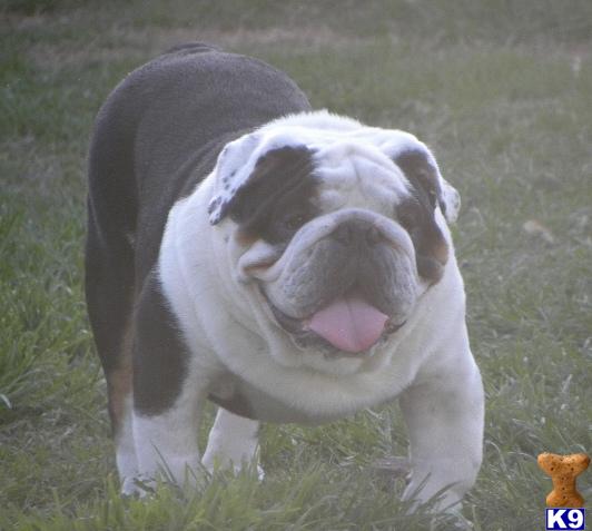 Stud Dogs - English Bulldog