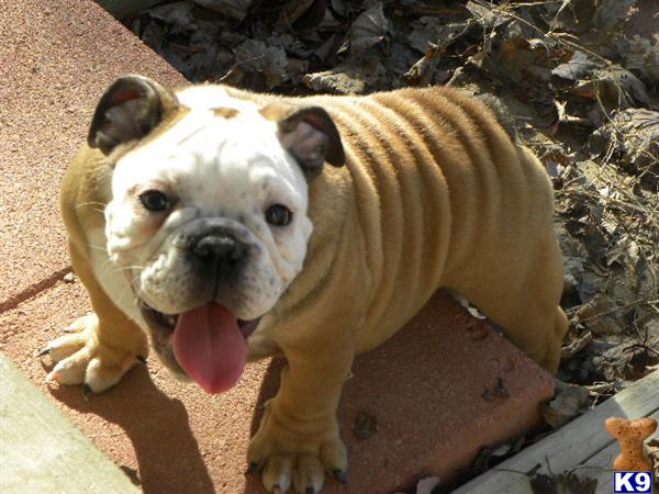 English Bulldog Puppies
