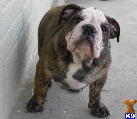 English Bulldog Puppies