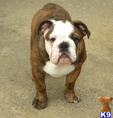 English Bulldog Puppies