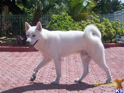 Stud Dogs - Akita