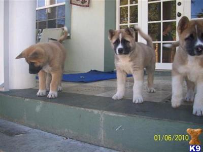 Akita Puppies for Sale