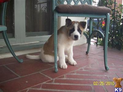 Akita Puppies for Sale