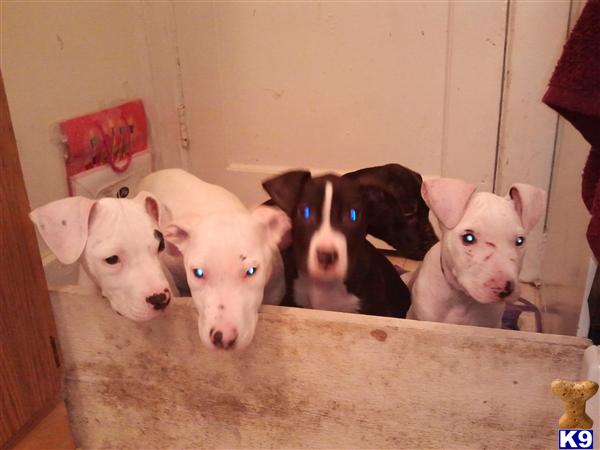 Puppies in Columbus