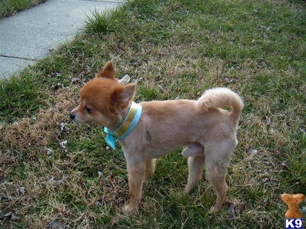 Stud Dogs in MD