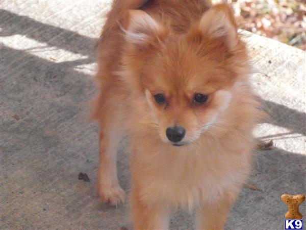Dogs for Sale in MD
