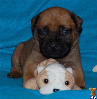 Bullmastiff Puppies for Sale
