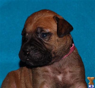 Bullmastiff Puppies for Sale
