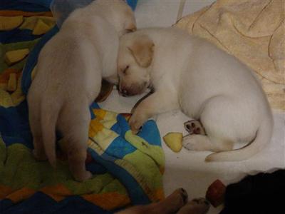 Labrador Retriever Puppies in TX