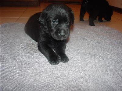 Labrador Retriever Puppies in TX