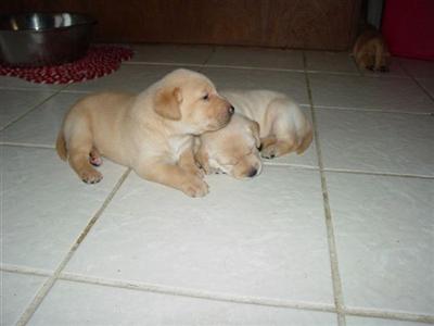 Labrador Retriever Puppies in TX