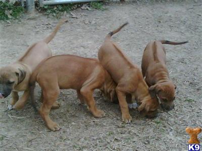 Rhodesian Ridgeback Puppies for Sale