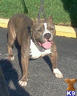 Stud Dogs - American Pit Bull