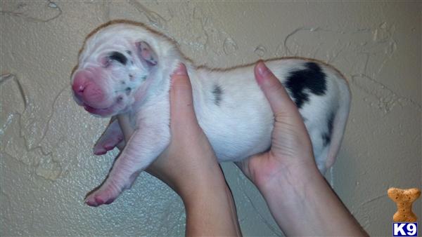 GREENSBURG, PA USA Great DanePuppies for Sale