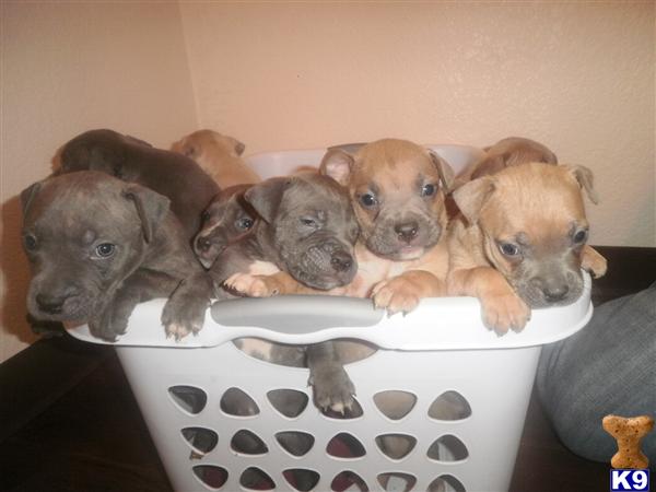 American Pit Bull Puppies in TX